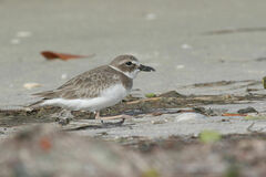 Charadrius wilsonia