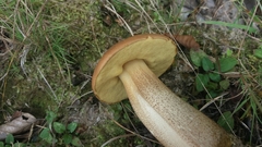 Leccinum albostipitatum