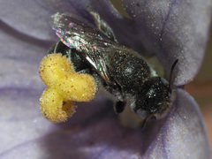 Osmiini