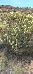 Leucadendron foedum