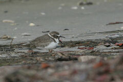 Charadrius wilsonia