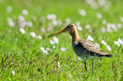 Limosa limosa