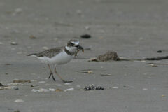 Charadrius wilsonia