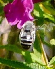 Anthophora marginata