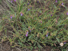 Hermannia coccocarpa