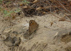 Pseudochazara pelopea
