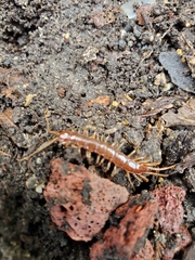 Lithobius