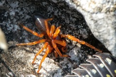 Dysdera