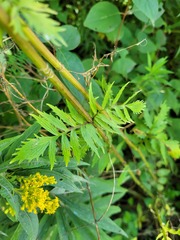 Valeriana officinalis