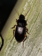 Pseudoophonus