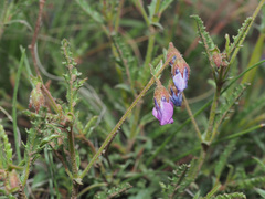 Hermannia coccocarpa