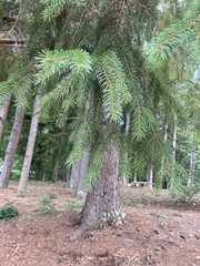 Picea abies