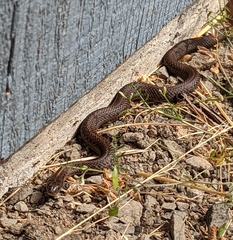 Thamnophis ordinoides