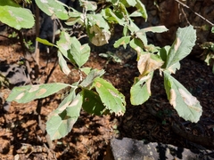 Brachylaena rotundata