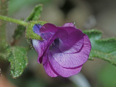Hermannia coccocarpa