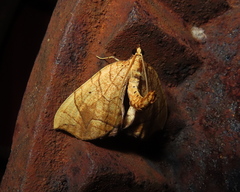 Eulithis diversilineata