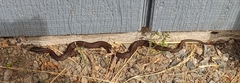 Thamnophis ordinoides