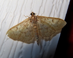 Herpetogramma aeglealis