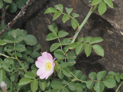 Rosa rubiginosa
