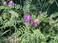 Astragalus davuricus