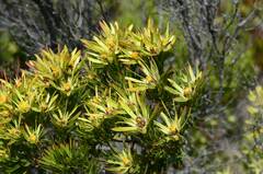 Leucadendron