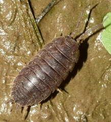 Porcellio laevis