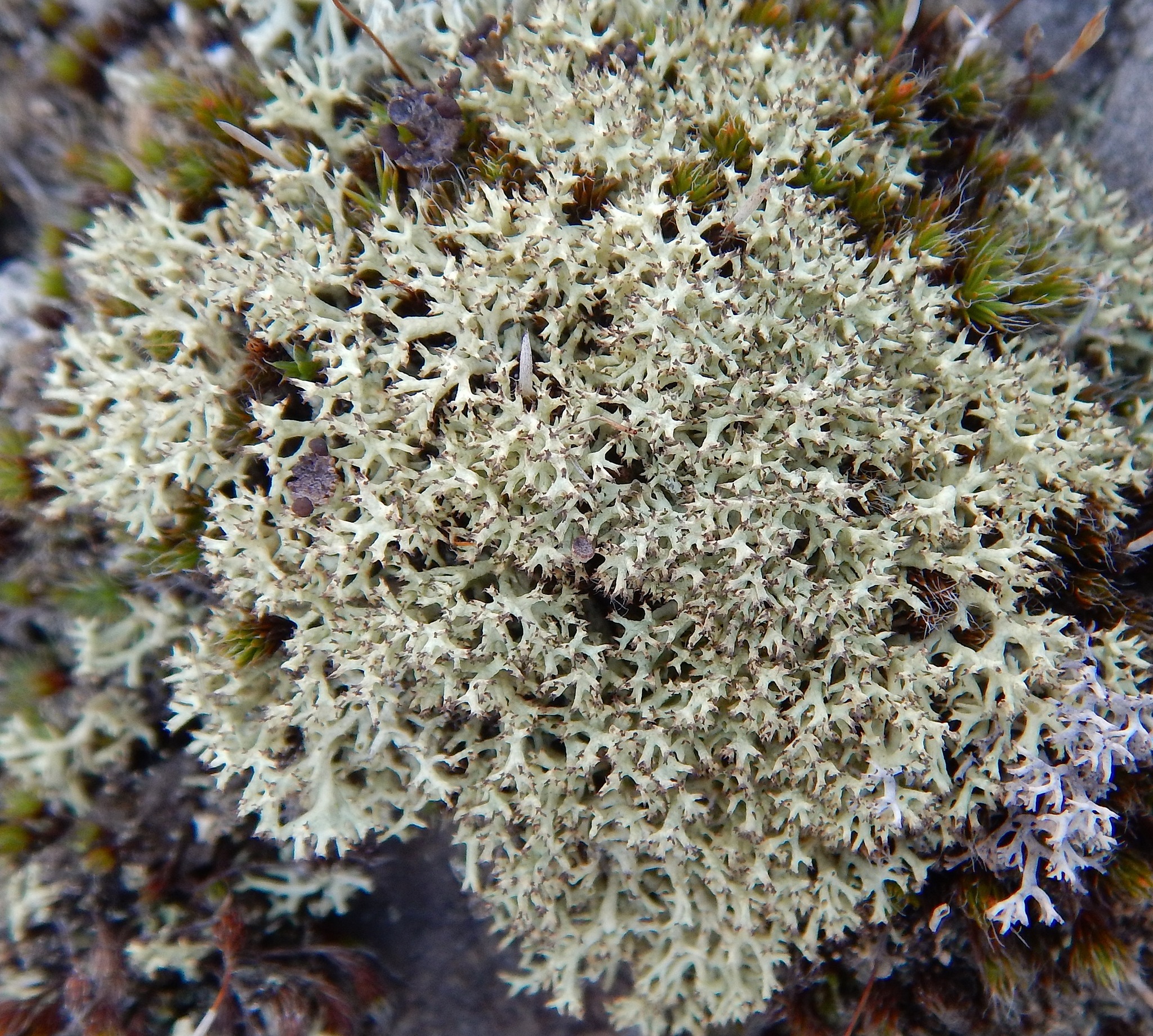 Cladoniaceae image