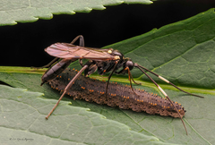 Lagium atroviolaceum