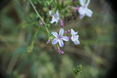 Plumbago europaea