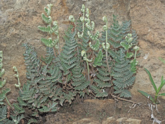 Cheilanthes eckloniana