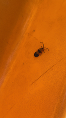 Calopteron