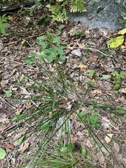 Oryzopsis asperifolia