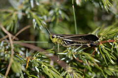 Arcyptera fusca