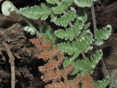 Cheilanthes eckloniana