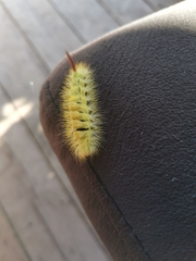 Calliteara pudibunda