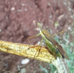 Harpactorini