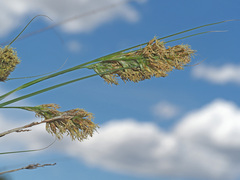 Carex basutorum