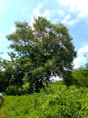 Cordia elaeagnoides