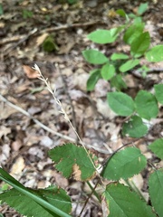 Oryzopsis asperifolia