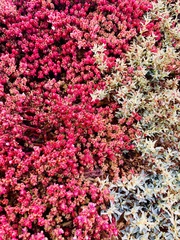 Mesembryanthemum