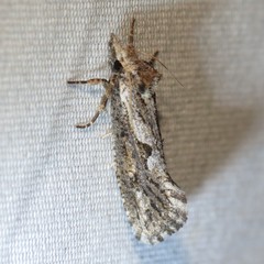 Acrolophus variabilis