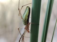 Tetragnatha extensa