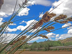 Carex basutorum