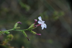 Plumbago europaea