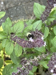 Bombus