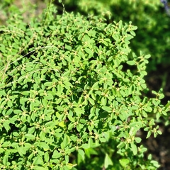 Croton monanthogynus