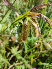 Carex comosa