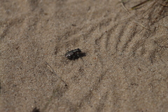Cicindela scutellaris