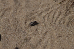 Cicindela scutellaris