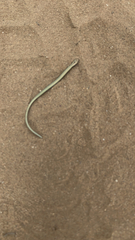 Anguis fragilis